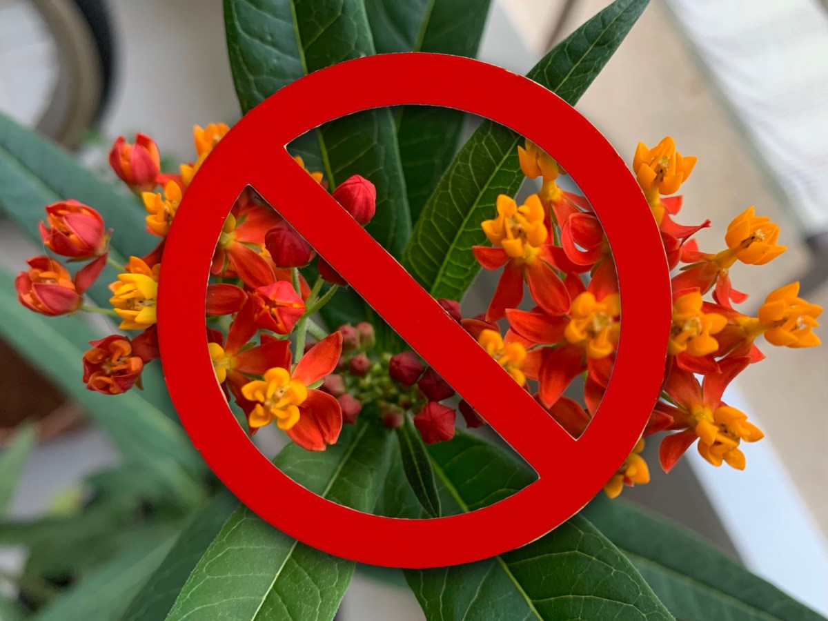 Fill the Yard With Milkweed – The Right&nbsp;Kind!