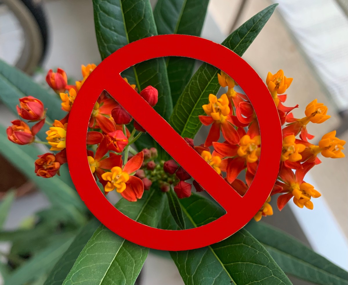 no to tropical milkweed