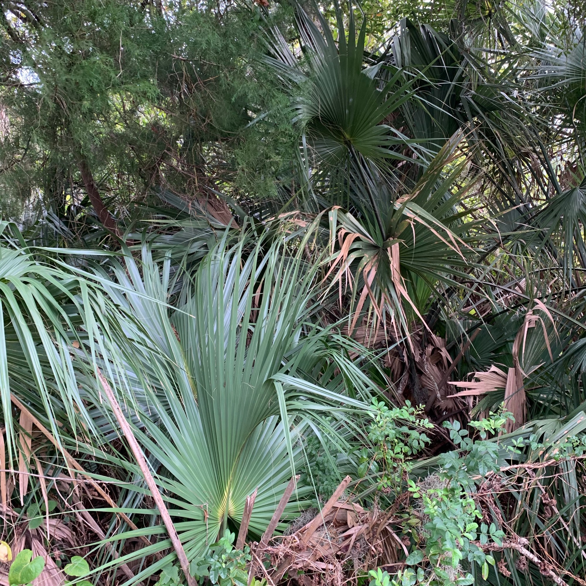 Palmetto tree and leaves