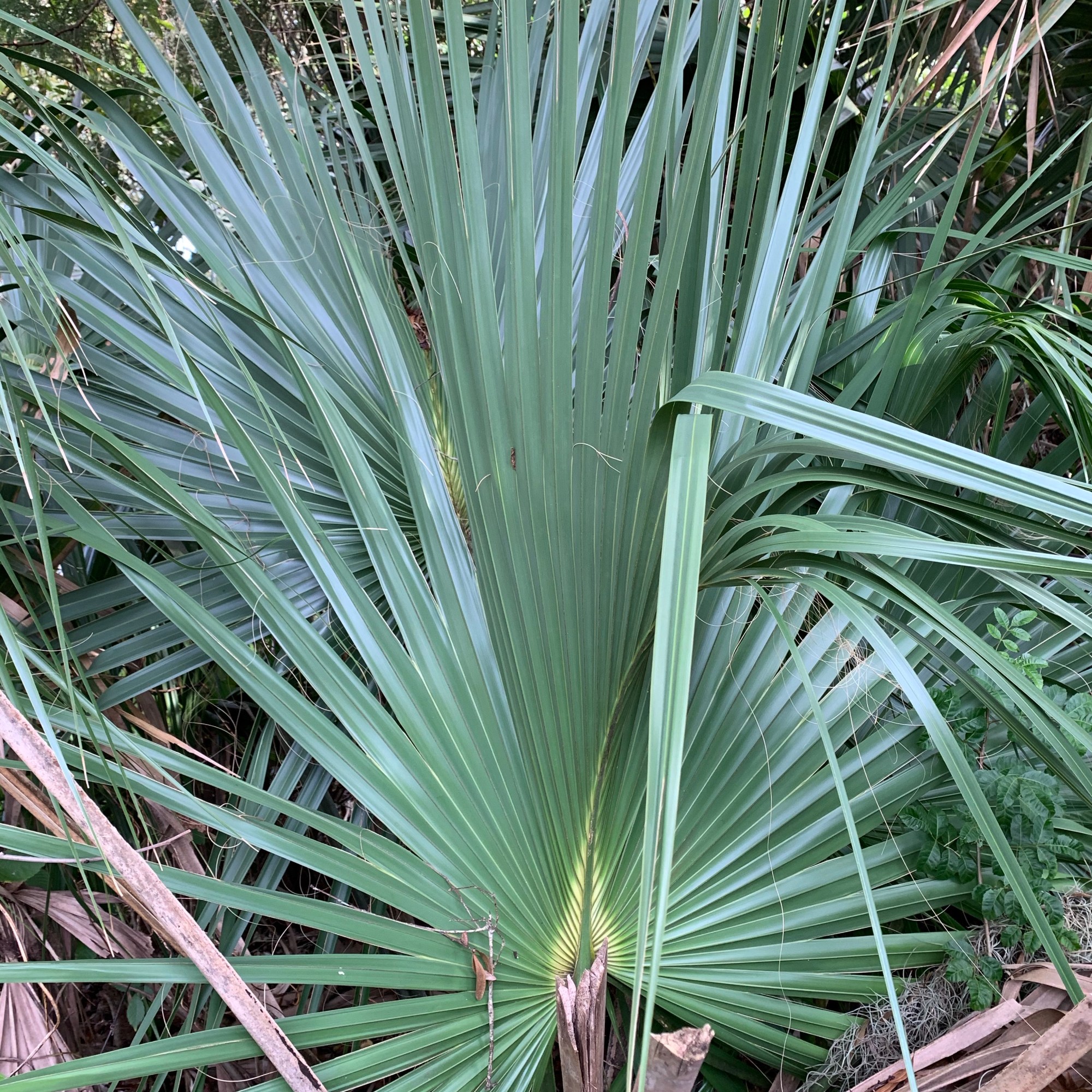 palmetto
