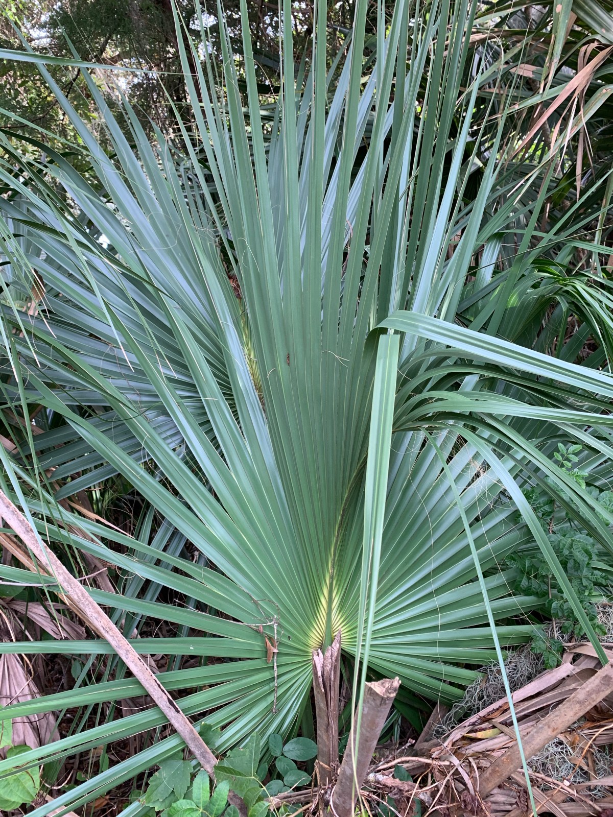 Greenery, Big Leaves, Jungle&nbsp;Growth