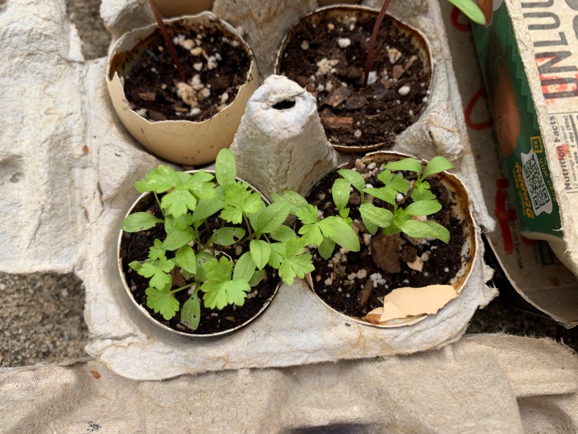 Italian flat leaf parsley seedlings