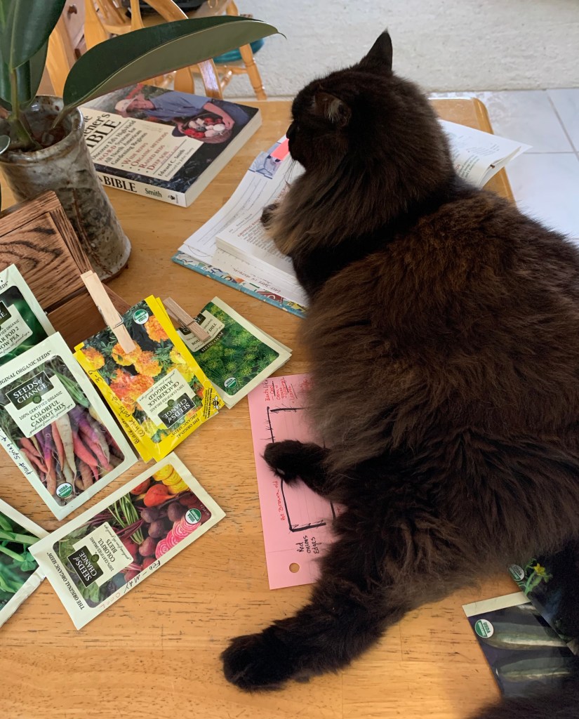 seed packets on table with black cat