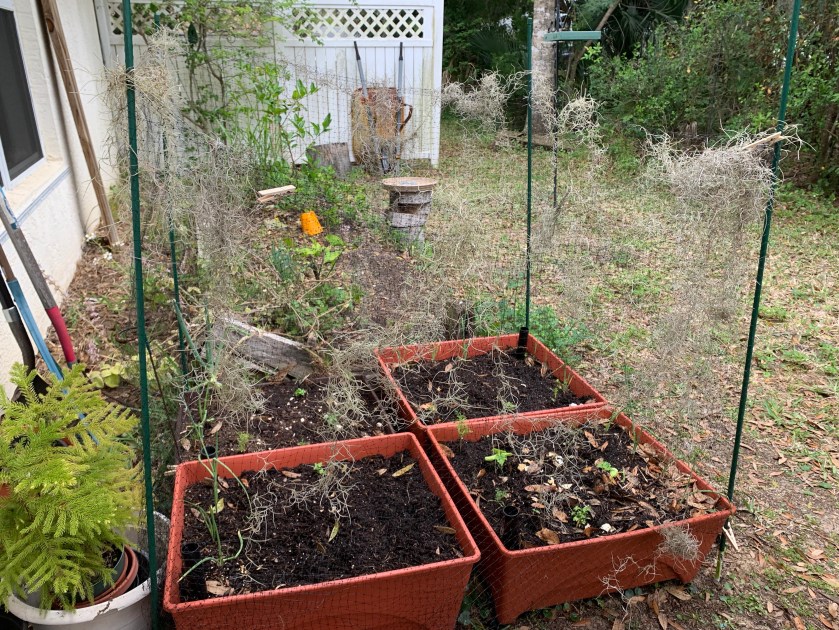 Four planting boxes with seedlings