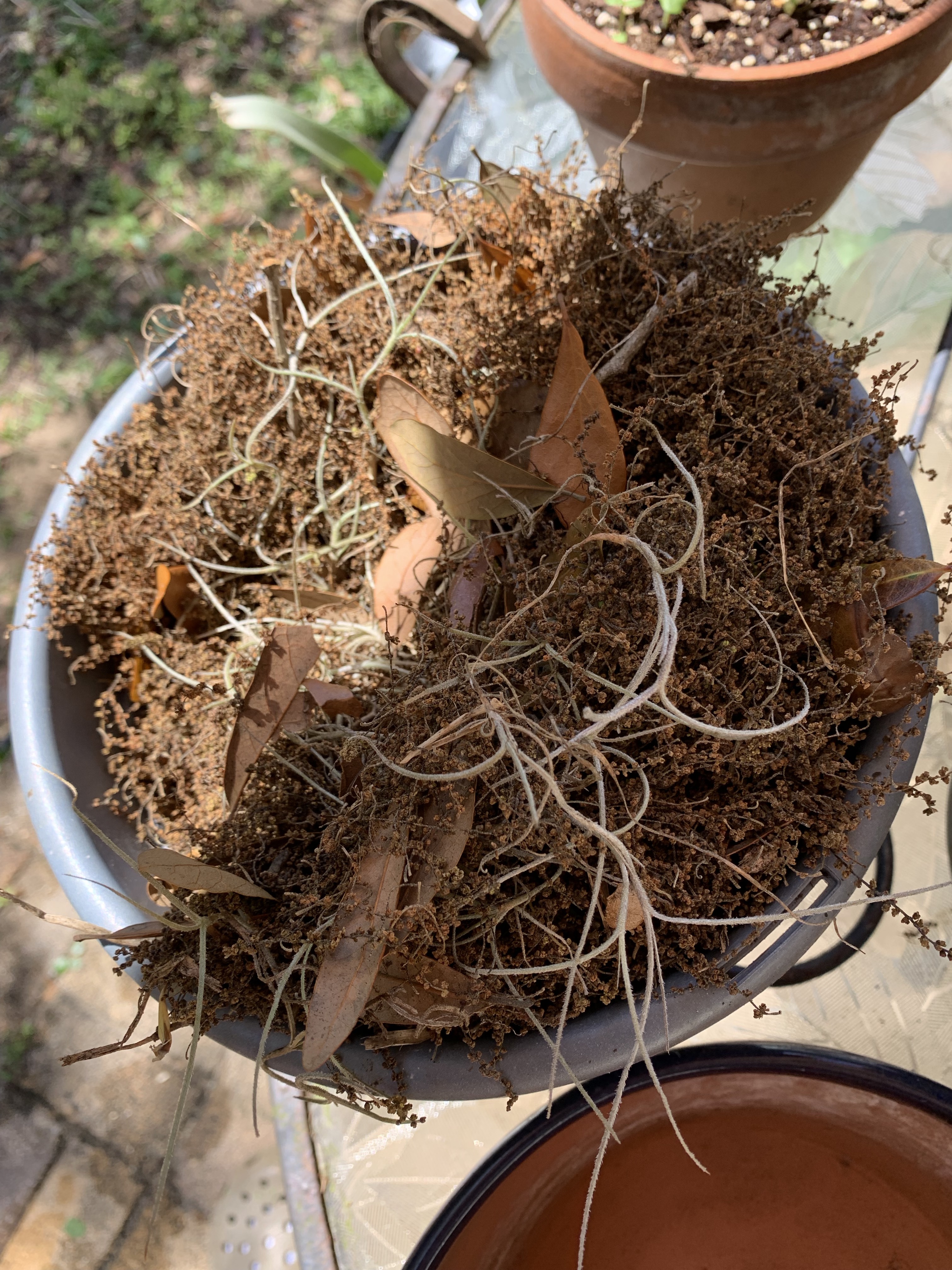 Oak leaves and catkins with Spanish moss