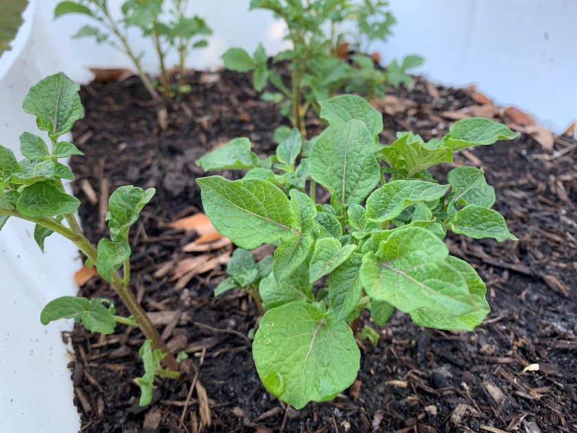 potato plant