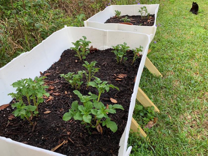 Growing potatoes in the backyard