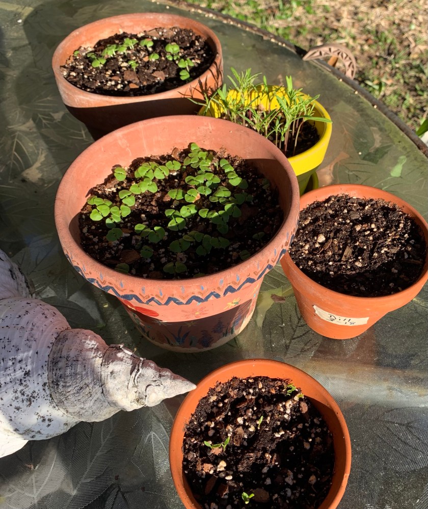 basil and other seedlings in pots