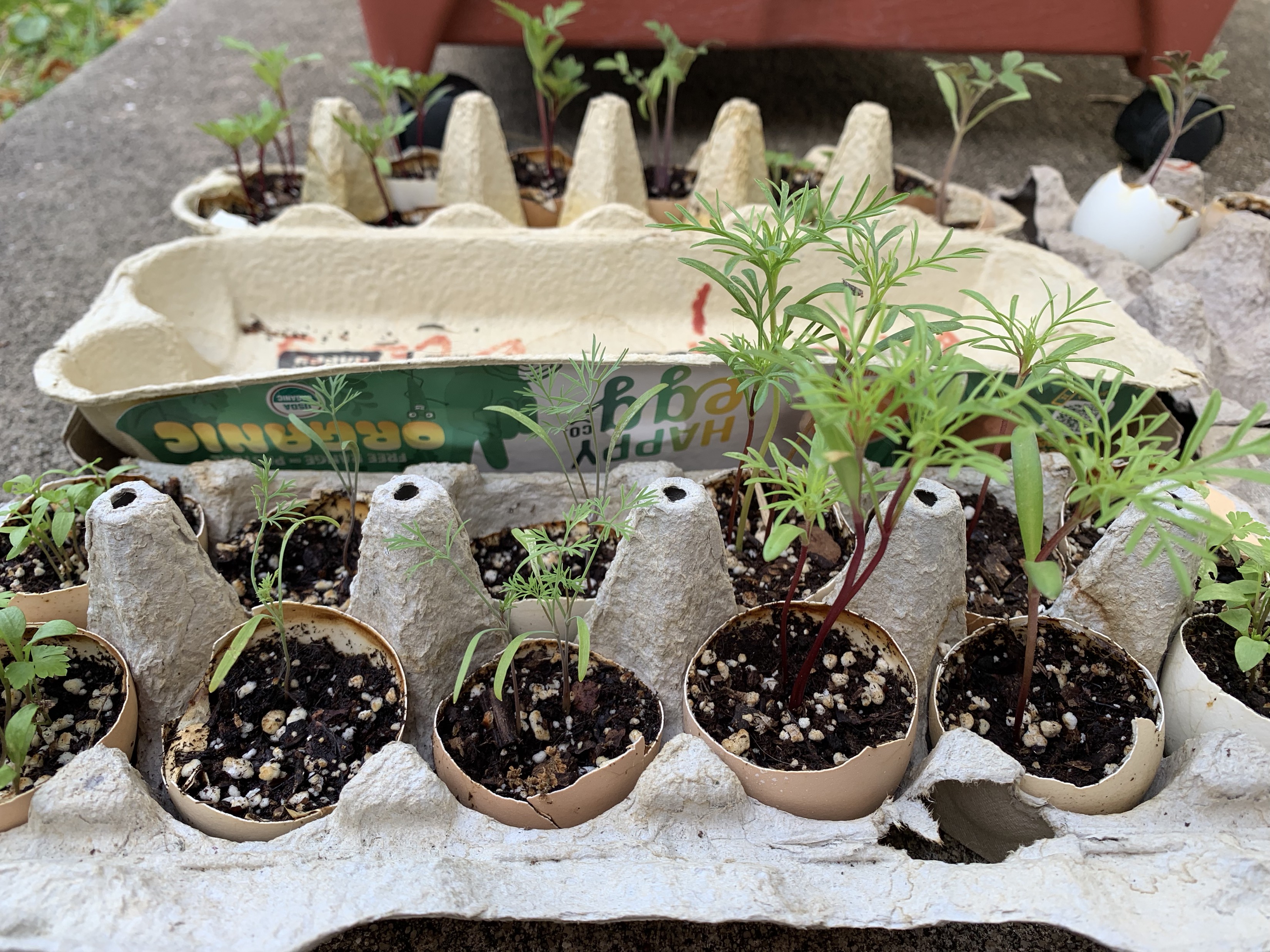 seedlings in eggshells