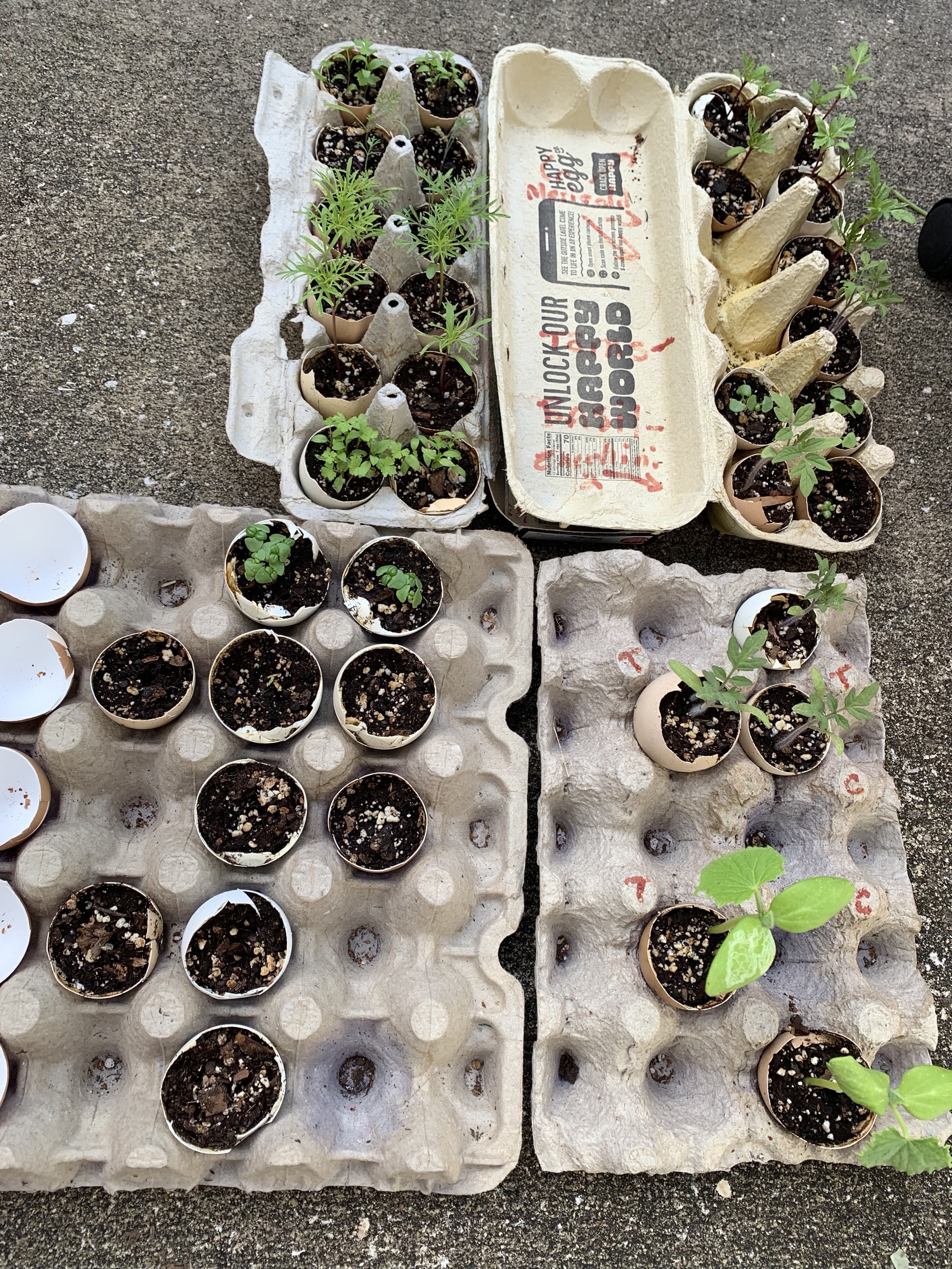 Seedlings in eggshells