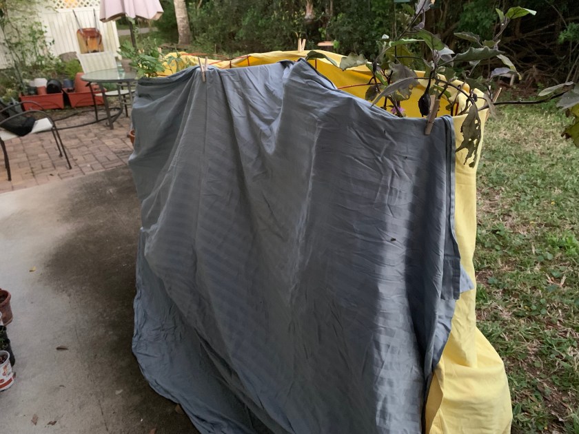 Sheets around eggplant, tomatoes and pepper plants