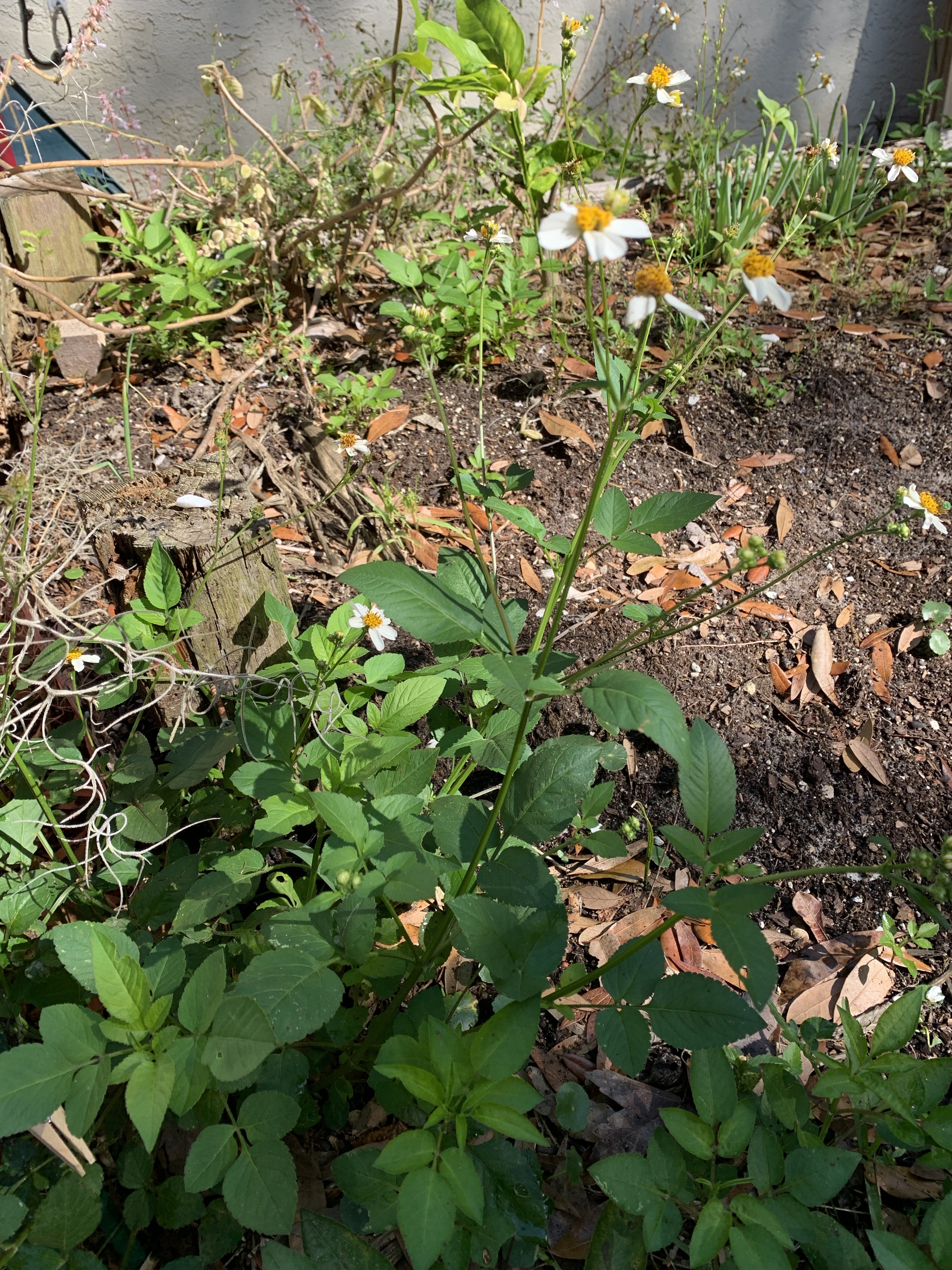 Spanish needle plant in the yard