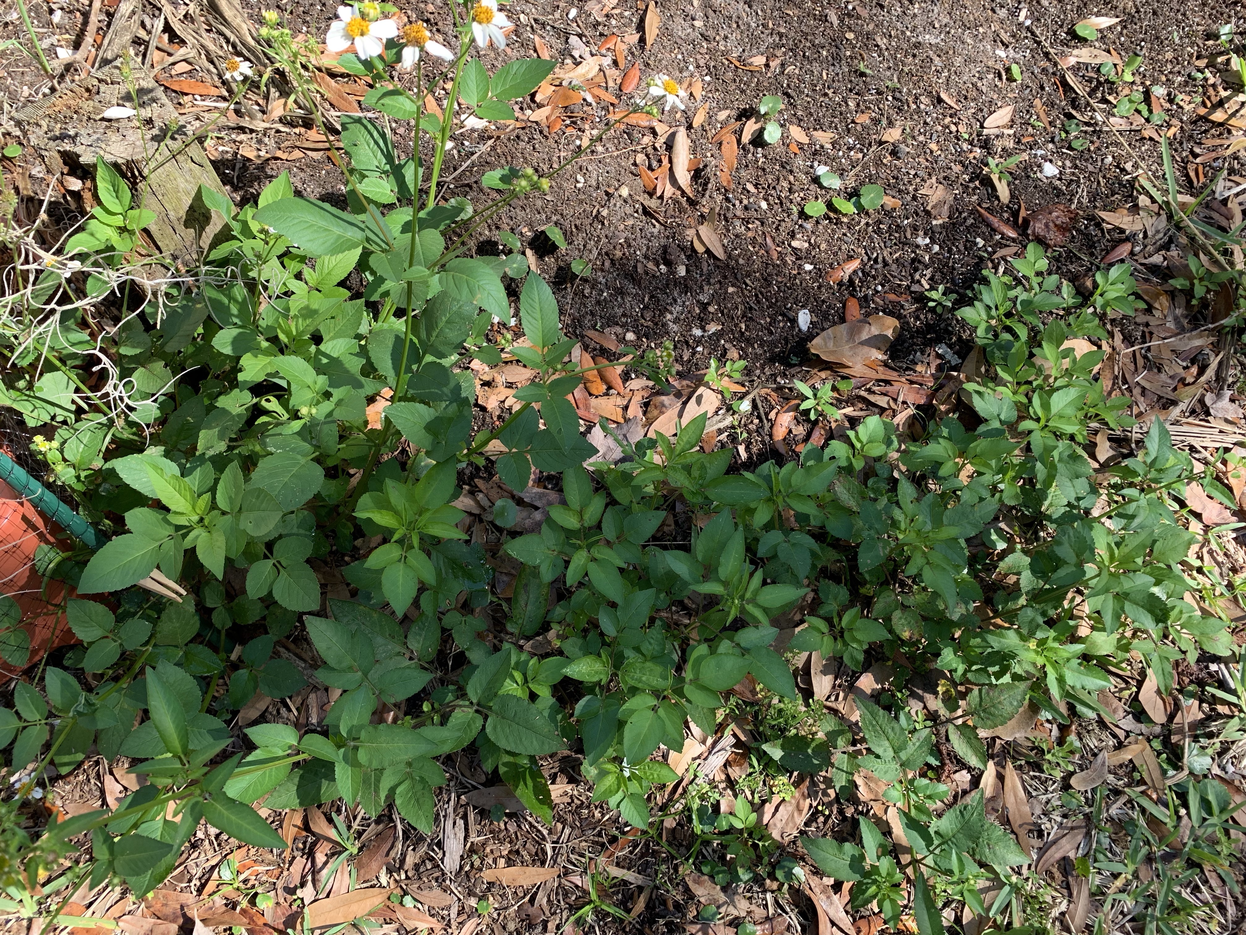 Spanish Needle weed leaves spreading