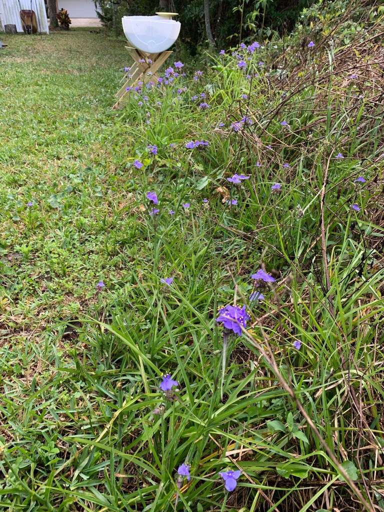 Spiderwort weed grows along edge of yard