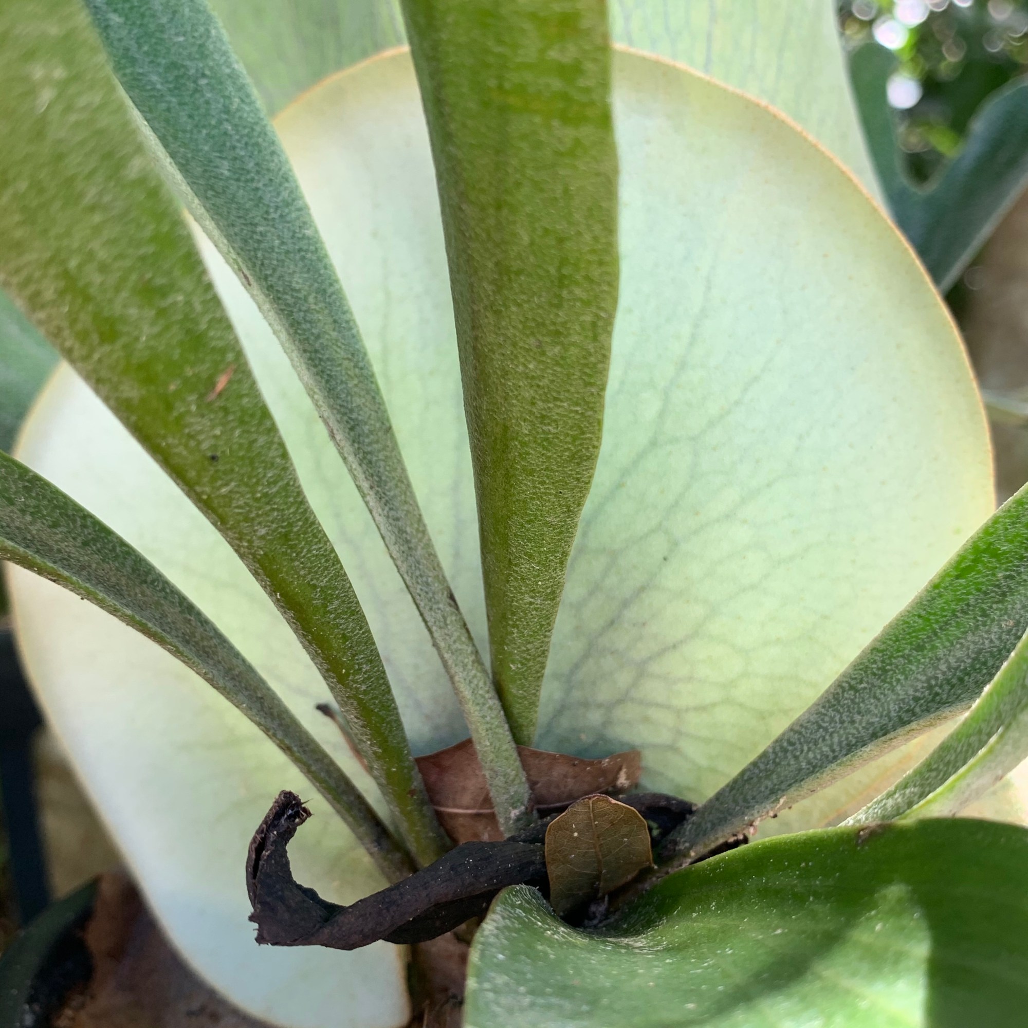 Staghorn fern leaves