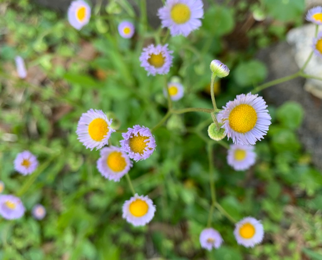 Daisy fleabane flowers are light lavender with big yellow centers, or can be white
