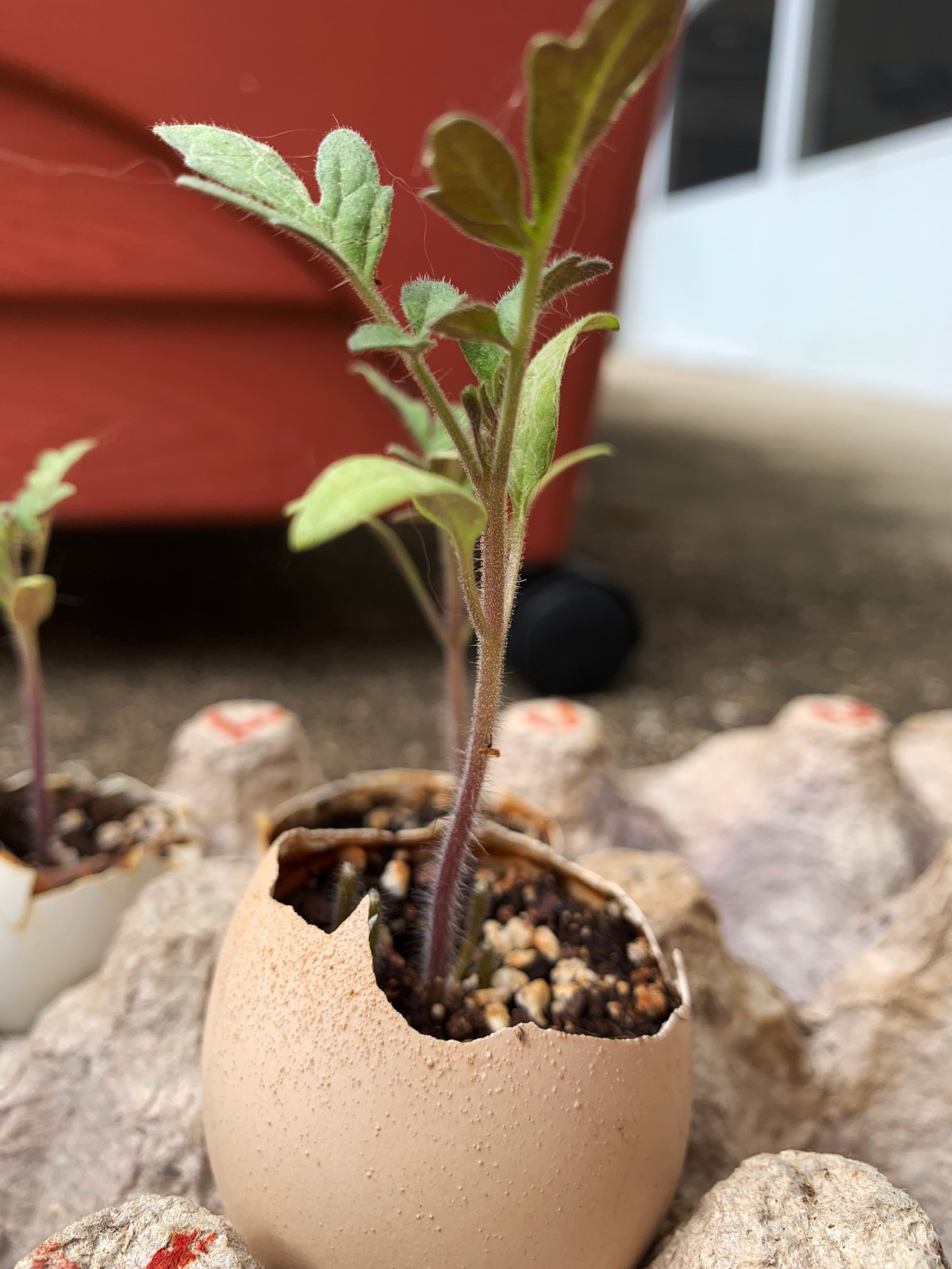 cherry tomato growing in eggshell