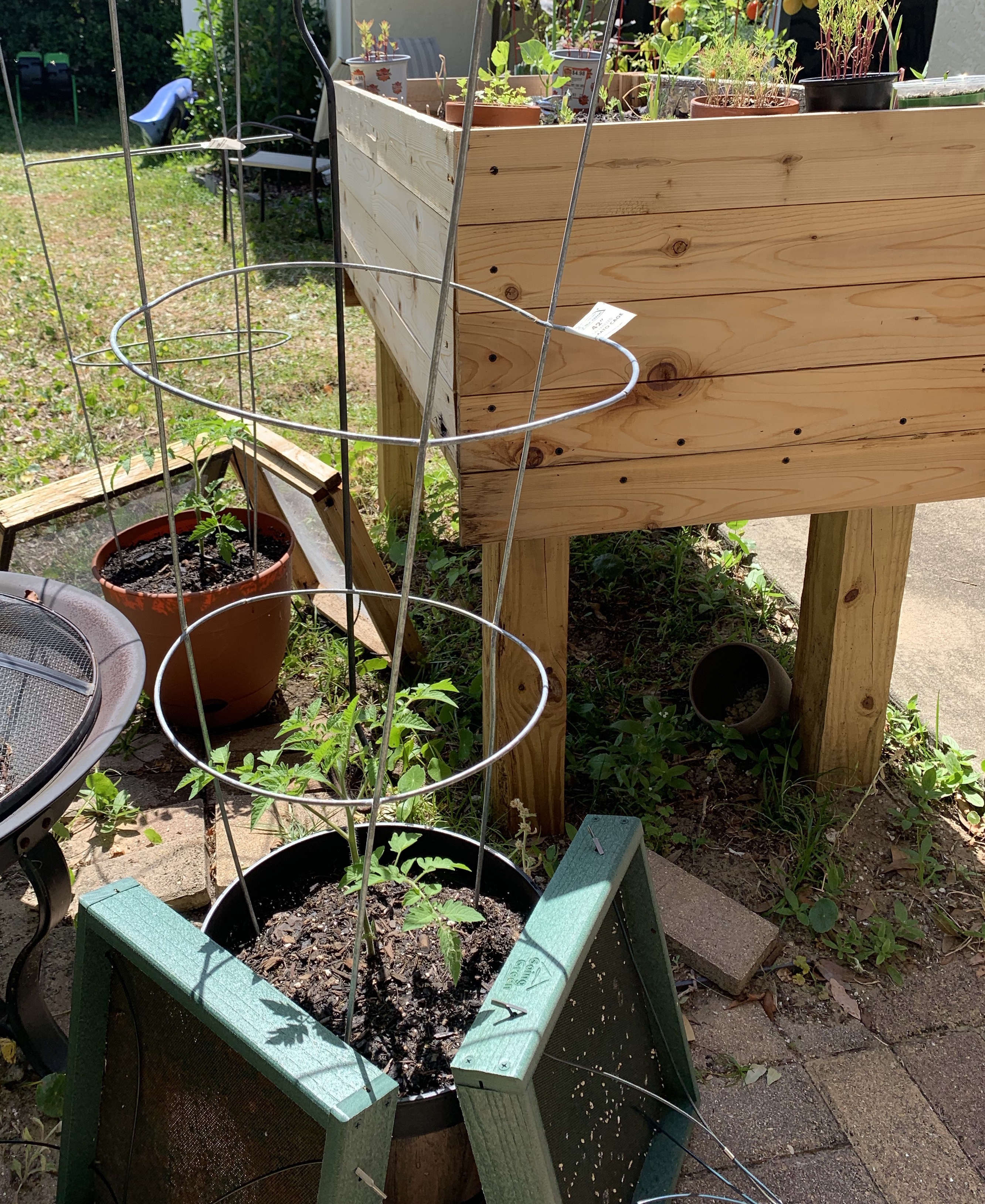 tomato plants and raised bed gardens