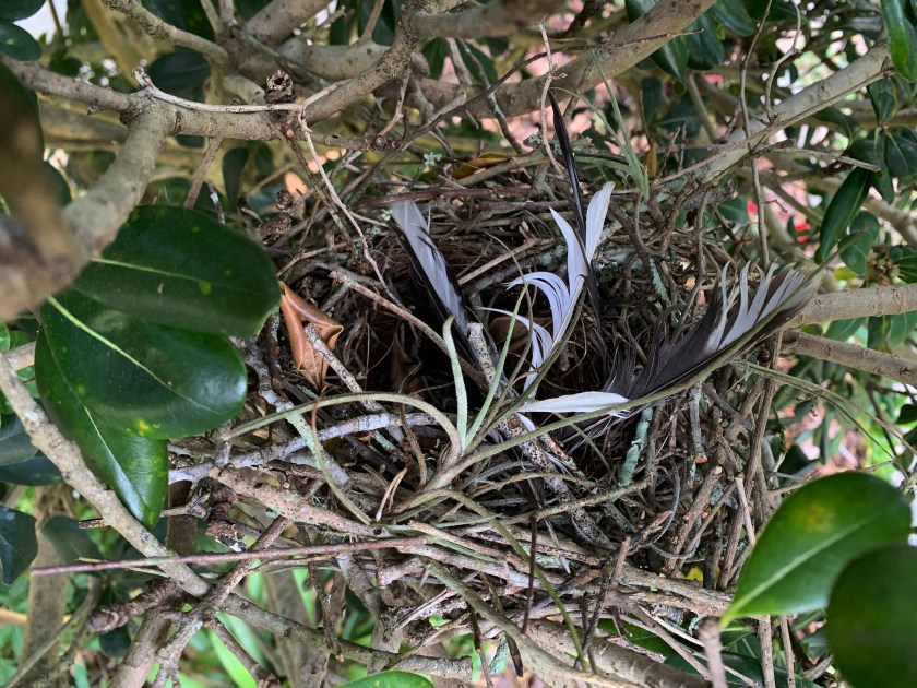 bird nest in a shrub