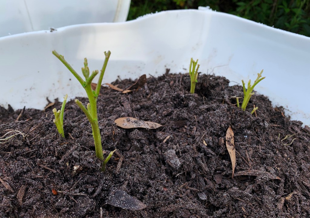 How to know if you have cutworms in the garden, and what to do about them.