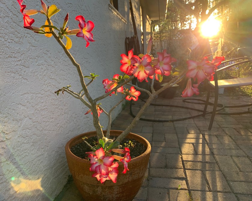 Desert rose blooming in sunrise light