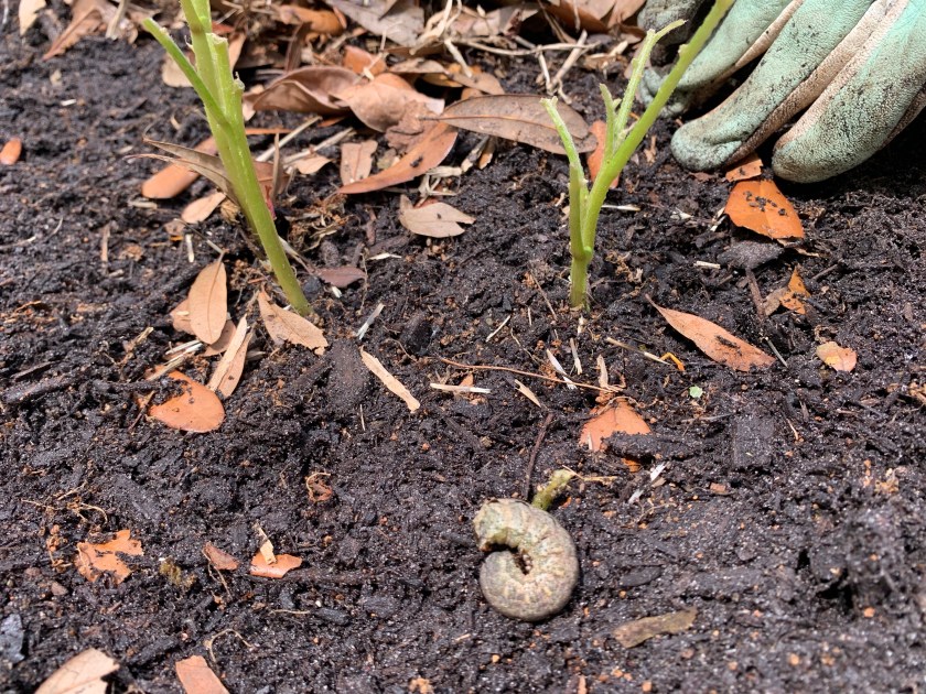 Cutworm photo