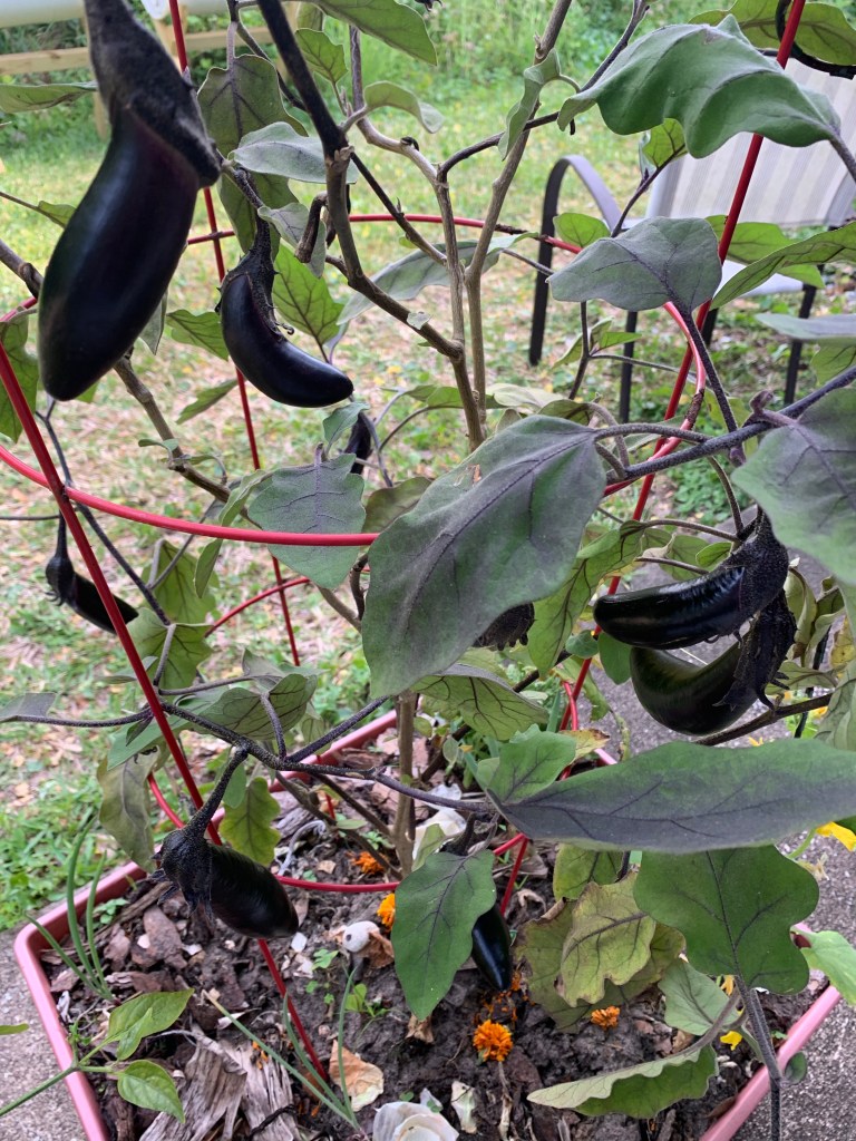 Japanese eggplant plant