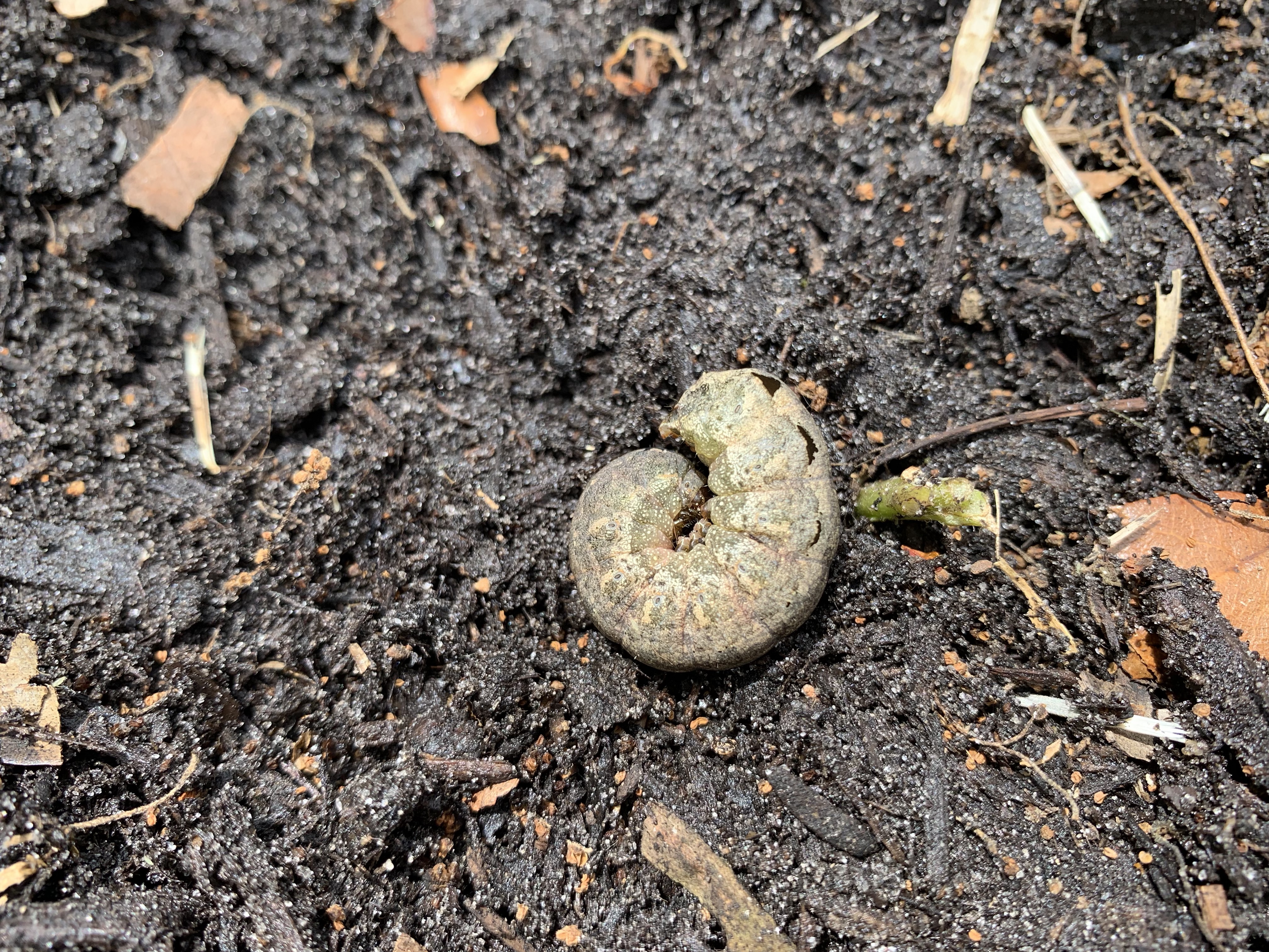 Fat, juicy cutworm which became a meal for the cardinals.