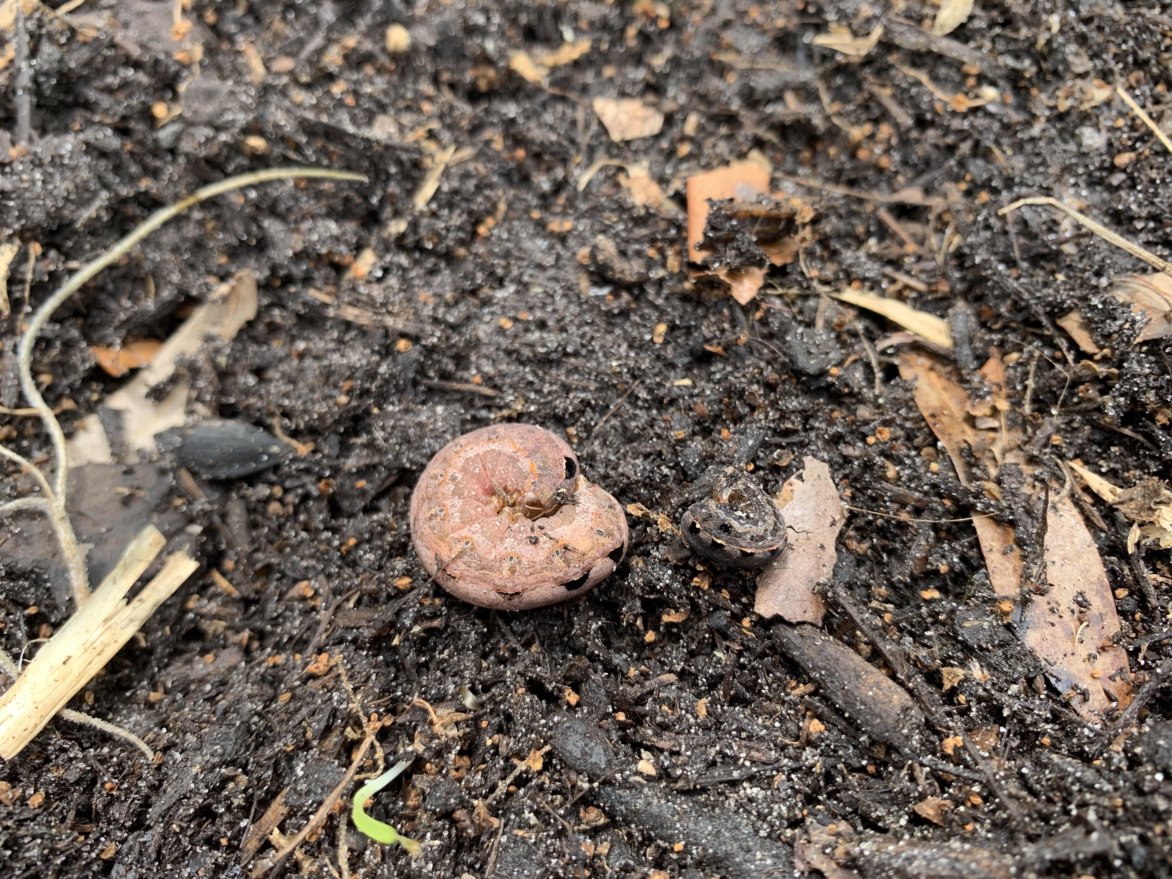 Pink cutworm dug up from the soil in my potato garden.