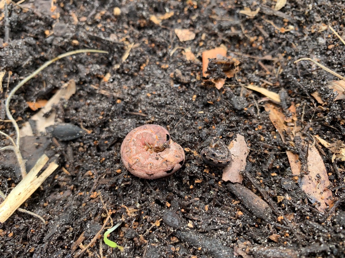 Cutworms in the&nbsp;Garden
