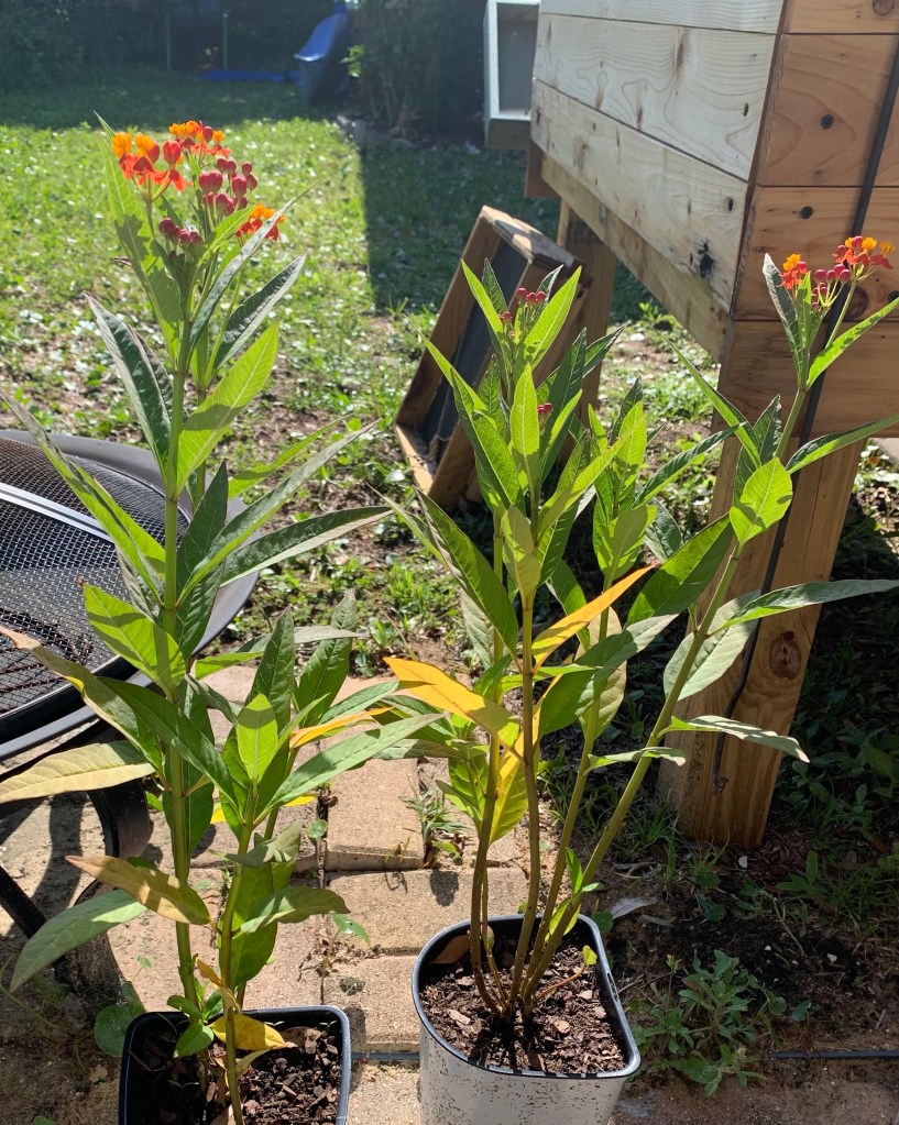 milkweed with orange flowers