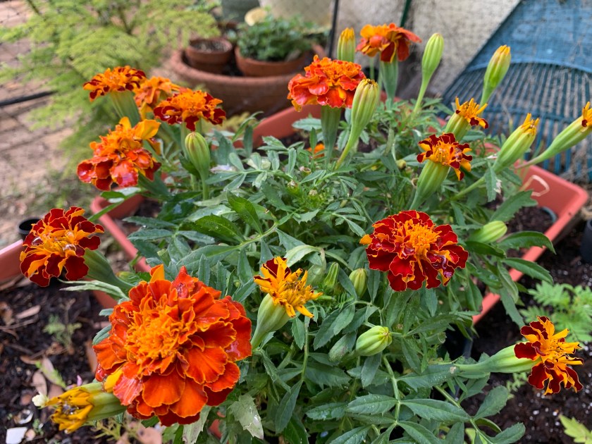 French marigold