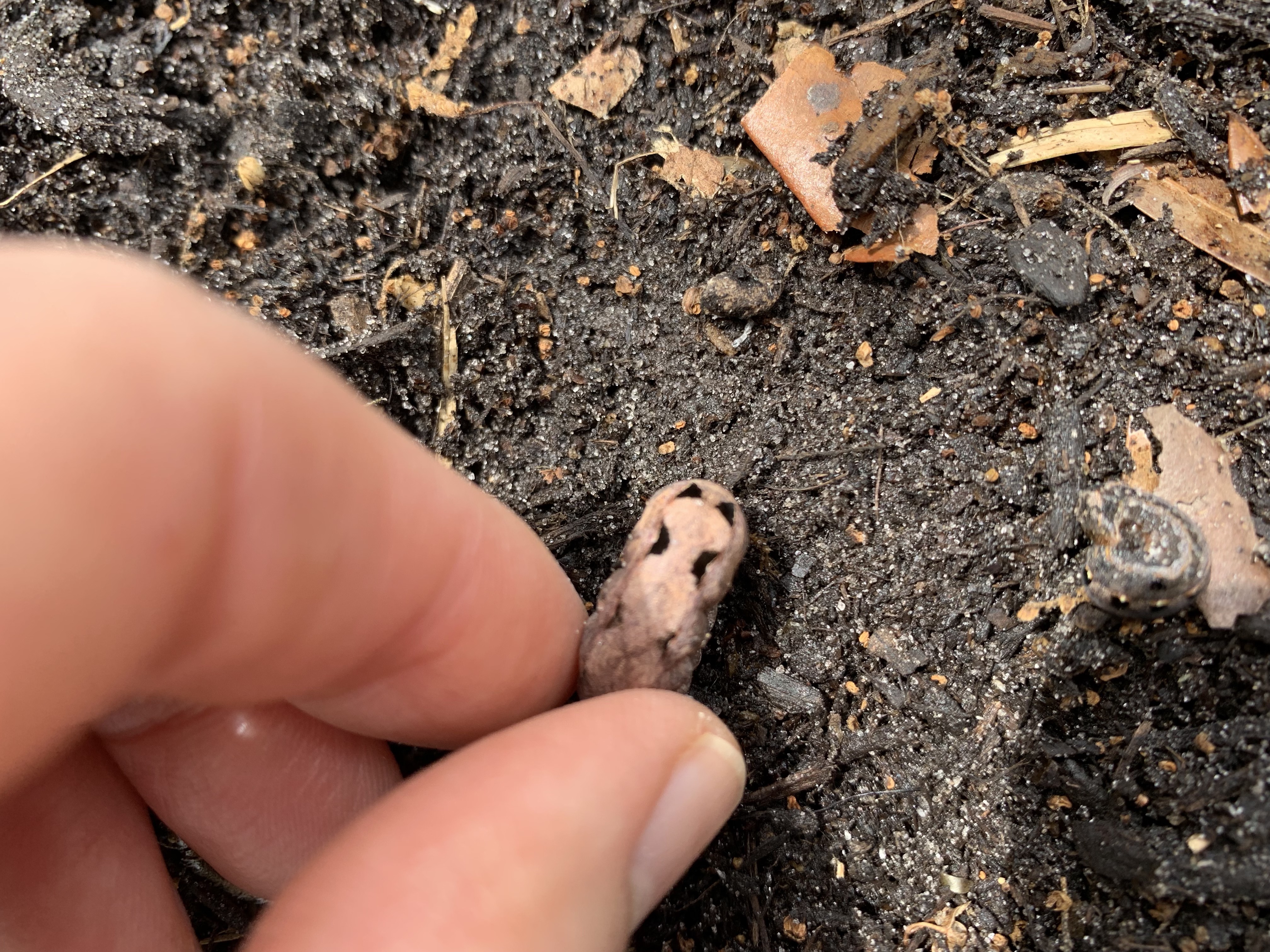 Black markings on a pink cutworm found in the garden.