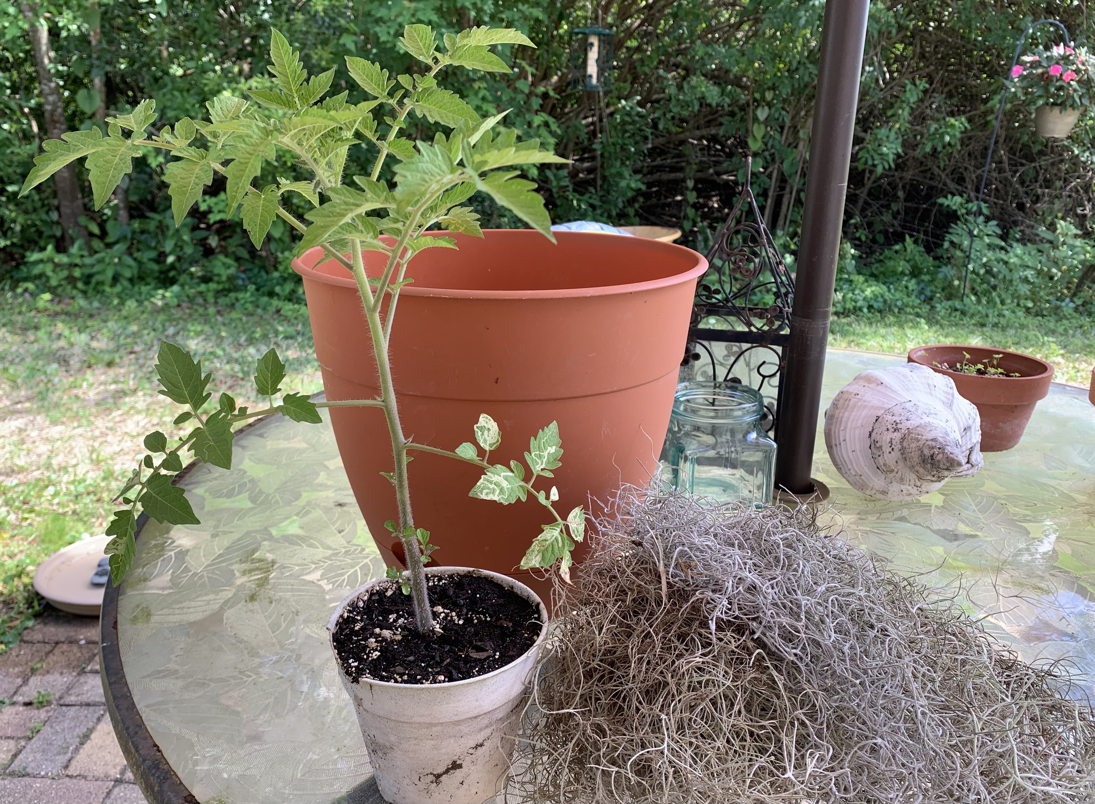 re-potting a tomato plant