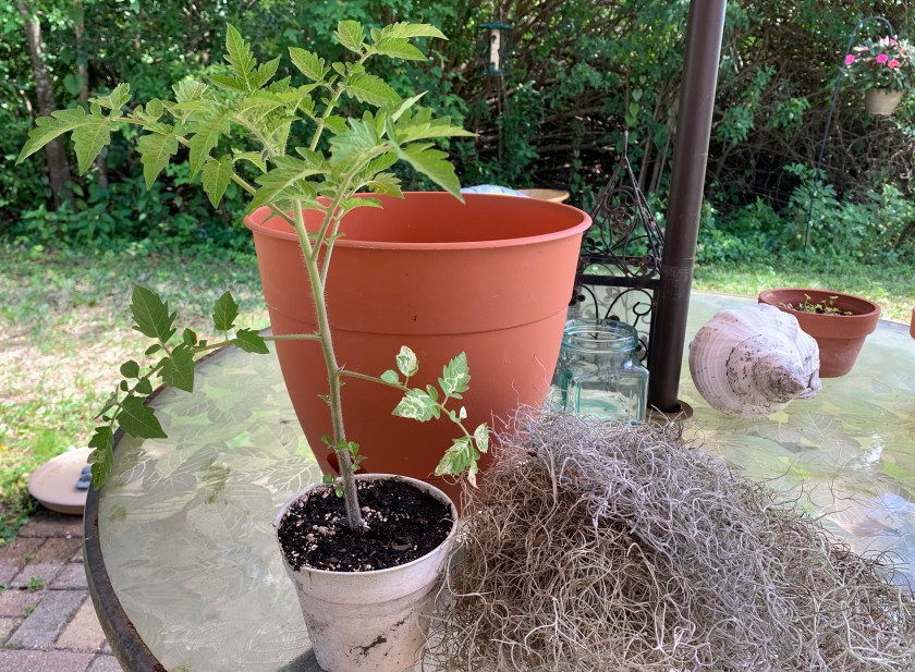 re-potting a tomato plant