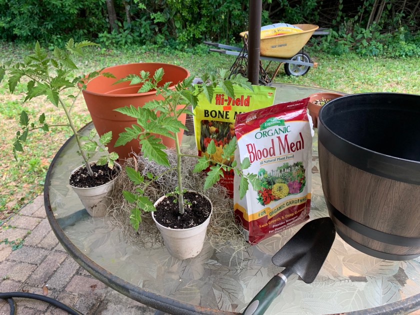 potting tomato plants in bigger pots