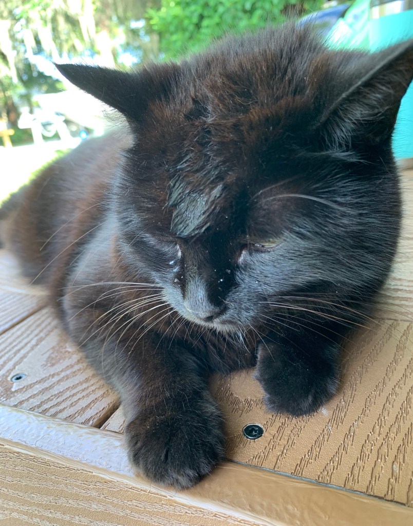 Skittle the black cat