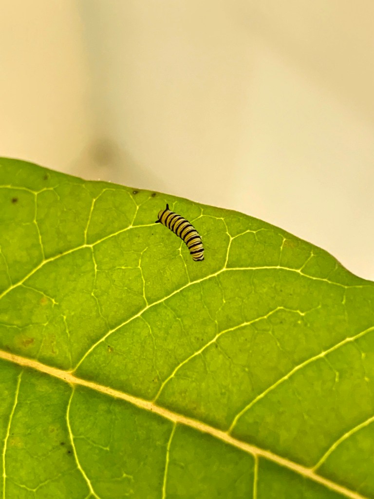 Monarch butterfly worm