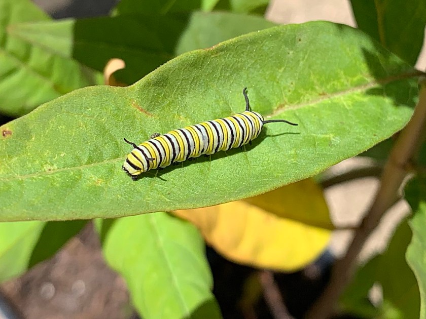 Larger monarch worm on milkweed leaf