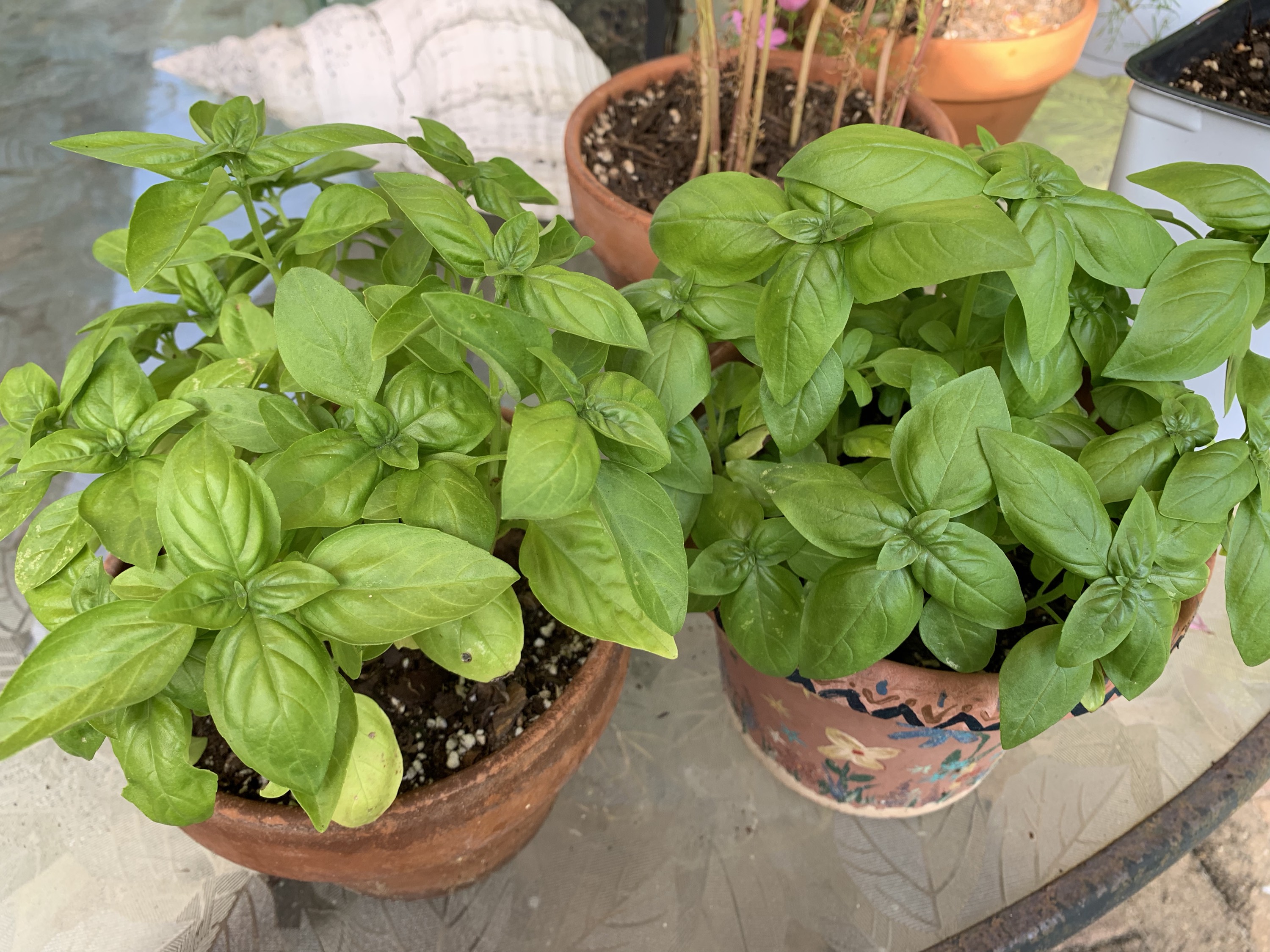 basil grown from seeds