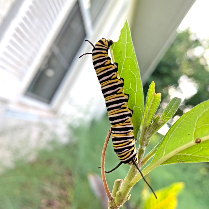 monarch caterpillar