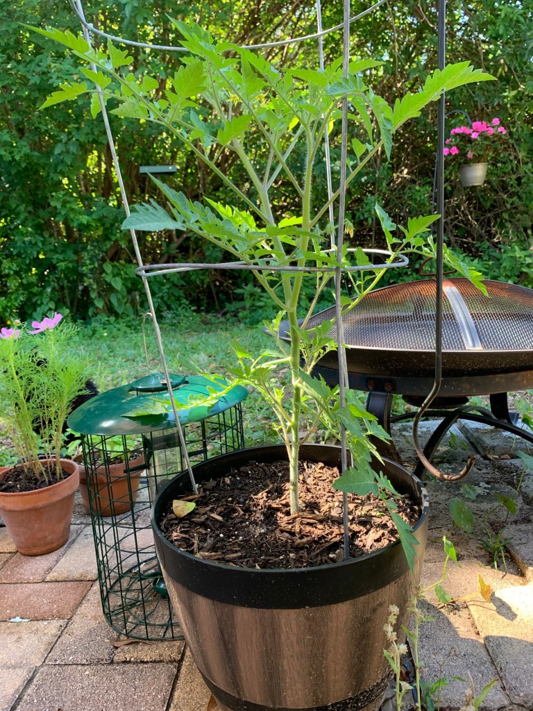 cherry tomato plant in pot