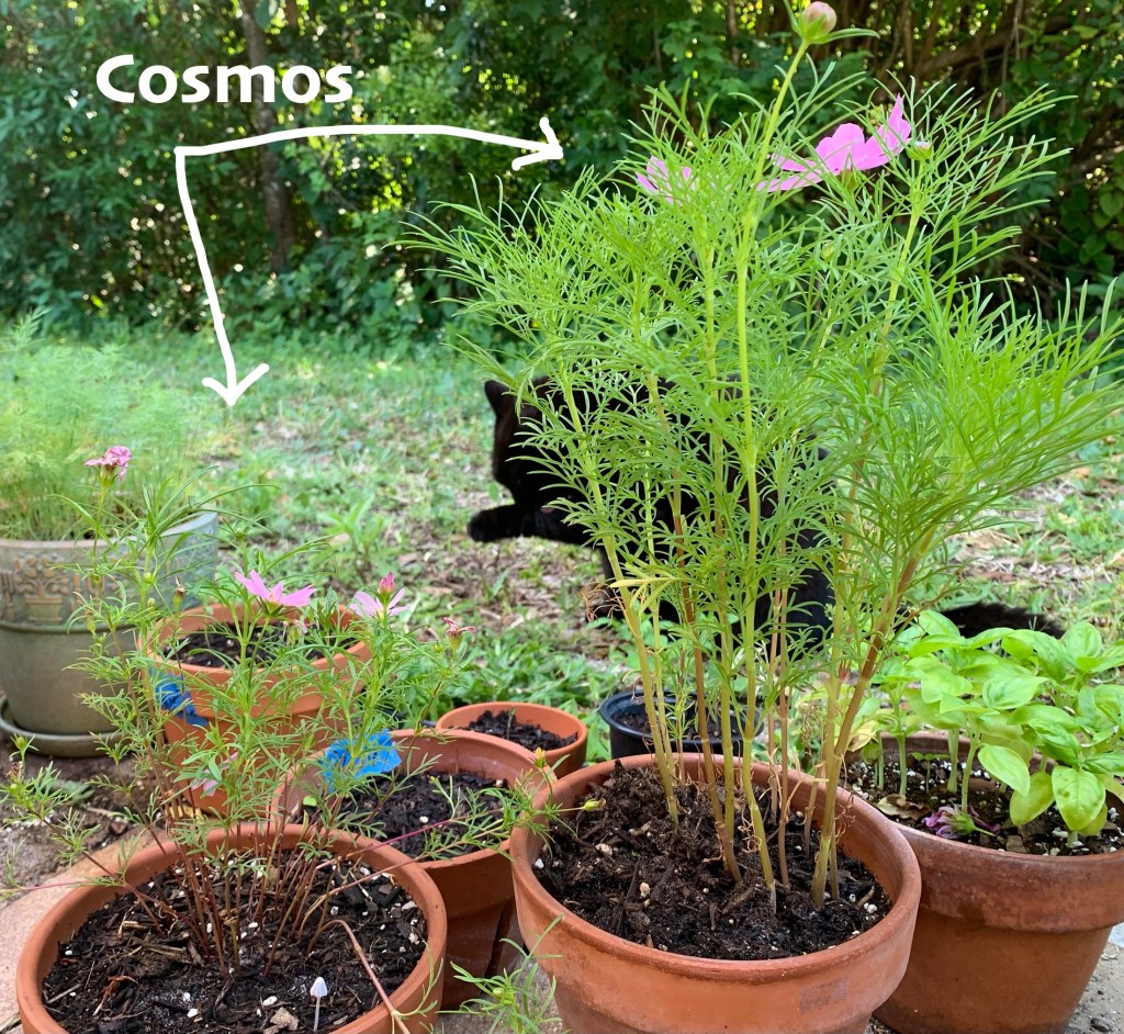 Cosmos plants flowering