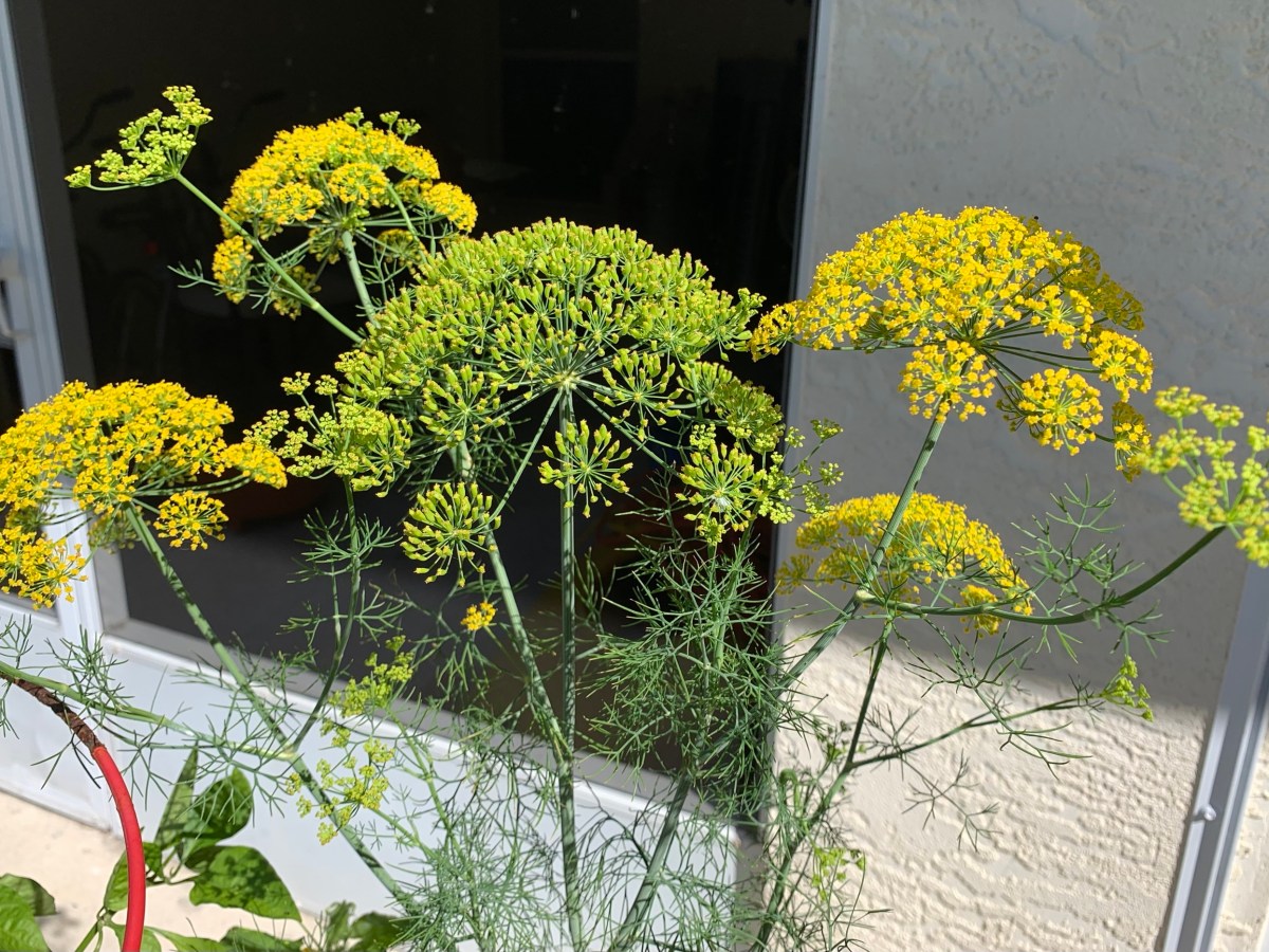 Growing Dill and Fennel in a Florida&nbsp;Garden