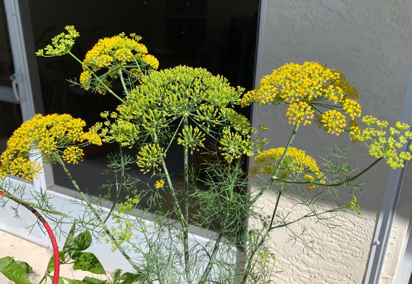 Fennel flowers
