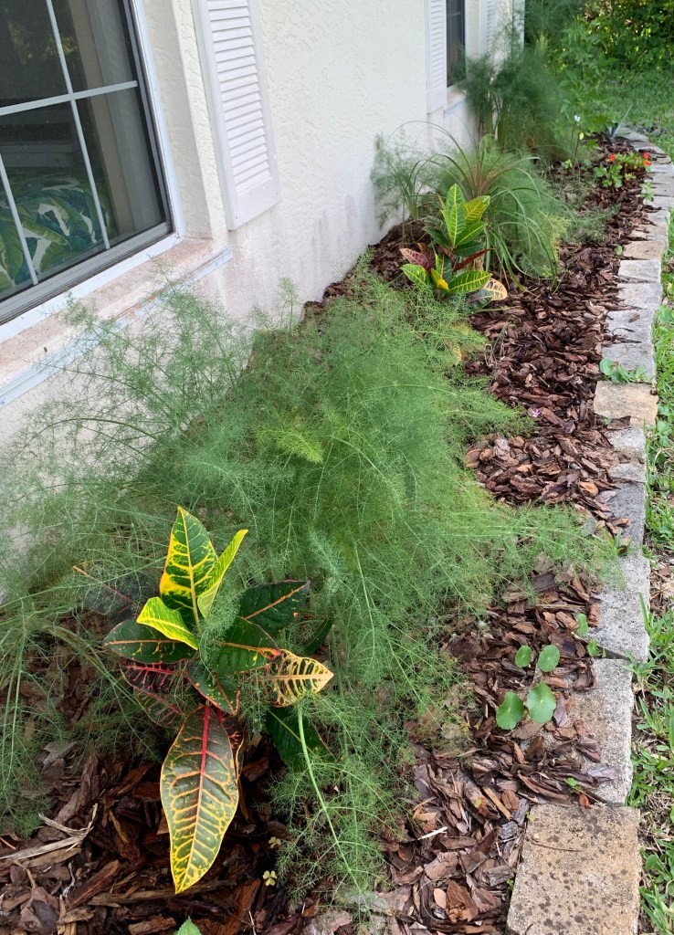 fennel plants