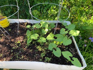 growing green beans