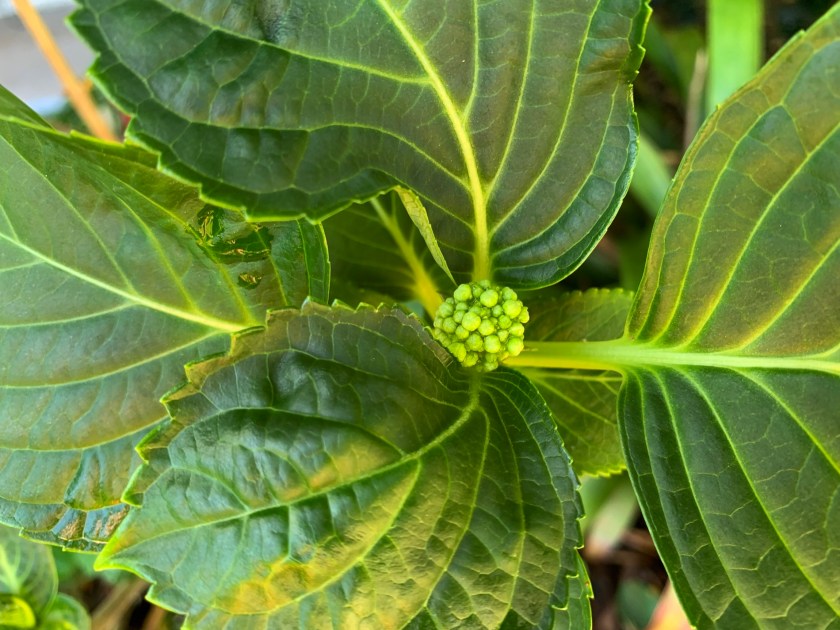 hydrangea flower bud