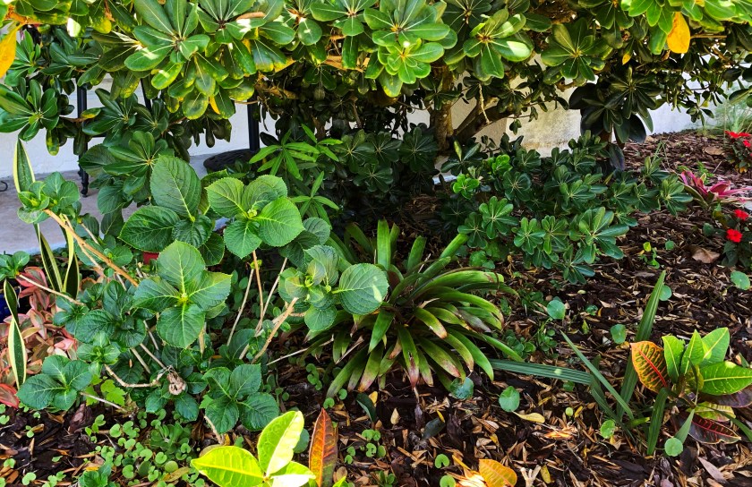 Hydrangea plant in Florida garden