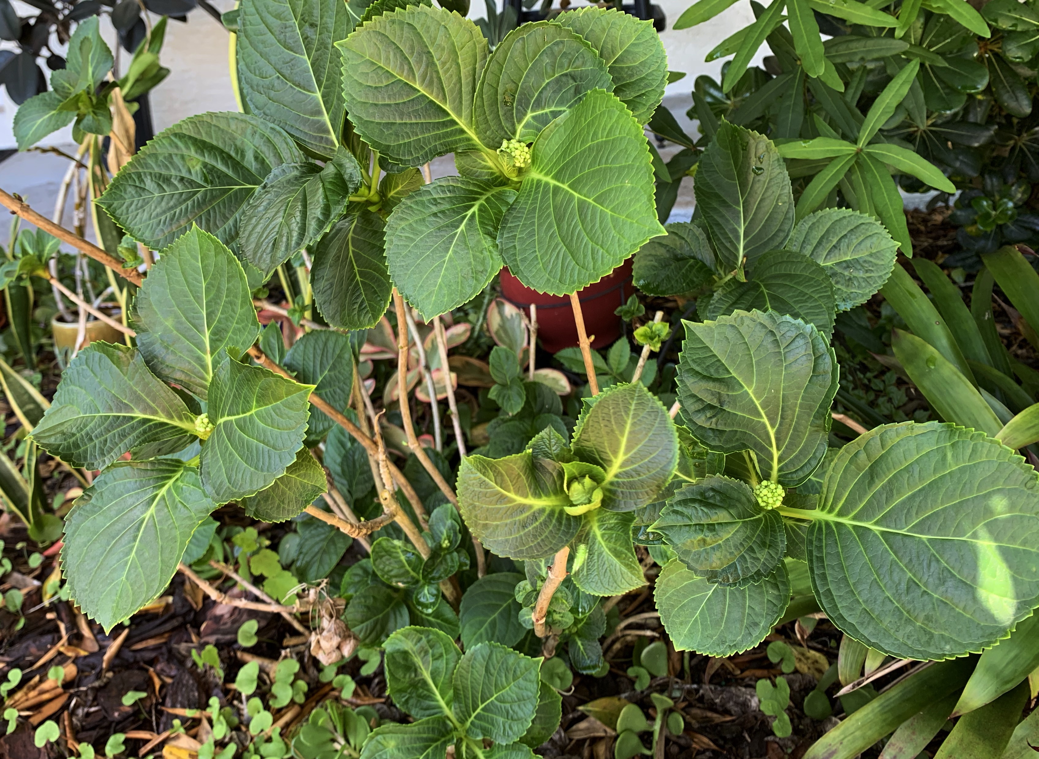 Florida hydrangea plant